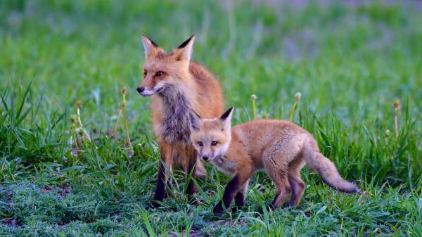 Fox Cub Predator Wallpaper