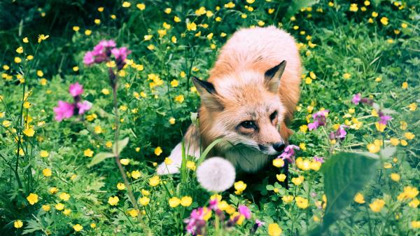 Fox Flowers Grass Wallpaper