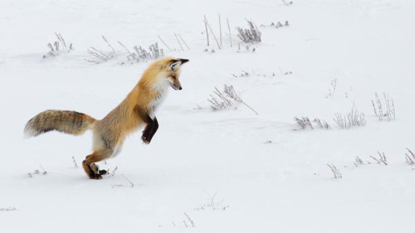 Fox Funny Predator wallpaper