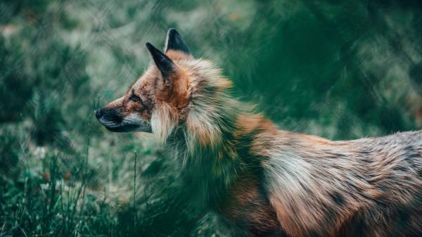 Fox Glance Animal Wallpaper