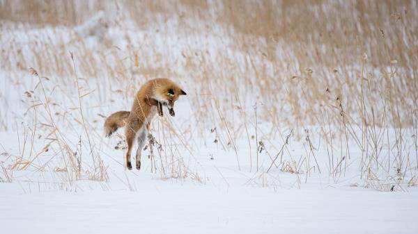 Fox Jump Hunting Wallpaper