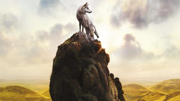 Fox Le Dernier Loup 8 Wallpaper
