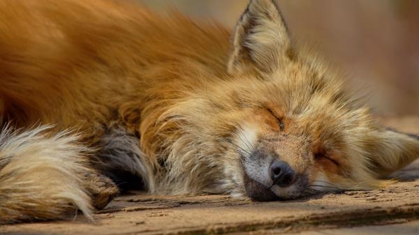Fox Lies Muzzle Predator Wallpaper