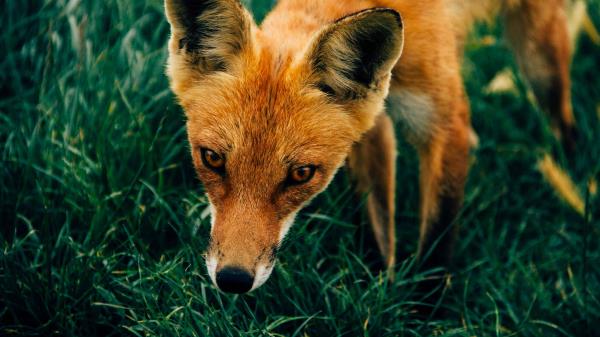 Fox Muzzle Grass Wallpaper