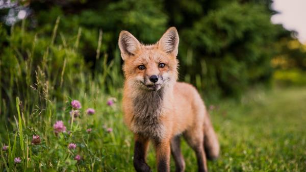 Fox Muzzle Sight Wallpaper