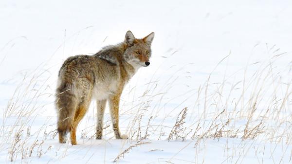Fox Predator Animal Image Wallpaper