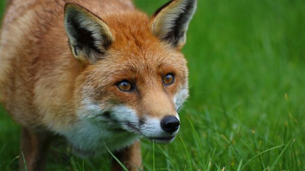 Fox Predator Animal Wallpaper