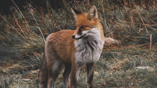Fox Predator Cub Wallpaper