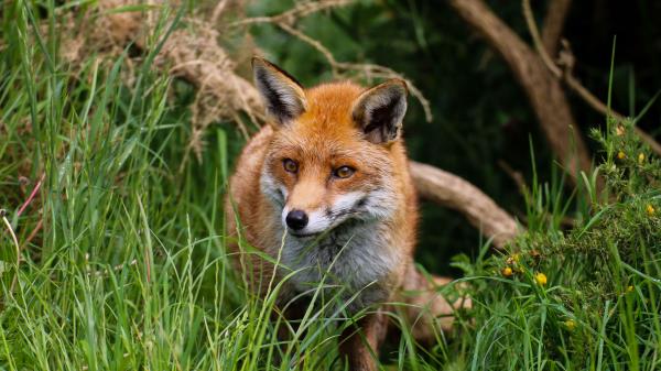 Fox Predator Cute Wallpaper
