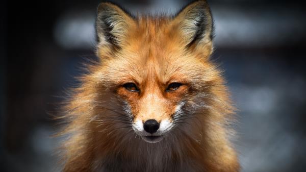 Fox Predator Face Wallpaper