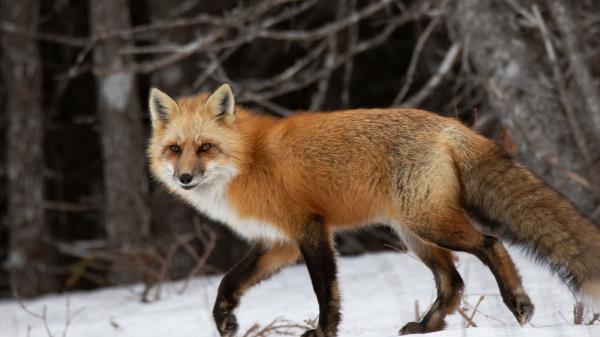 Fox Predator Forest Wallpaper