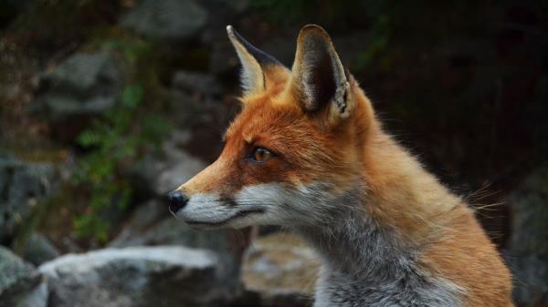 Fox Predator Muzzle Attentiveness Wallpaper