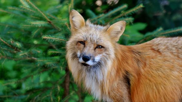 Fox Predator Wildlife Wallpaper