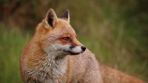 Fox Profile Predator Wallpaper