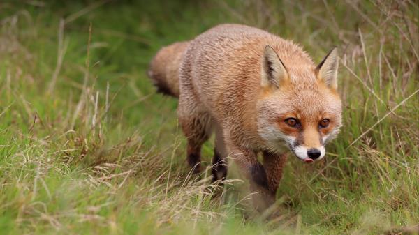 Fox Protruding Tongue Redhead Wallpaper