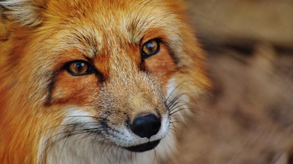 Fox Snout Predator Look Wallpaper