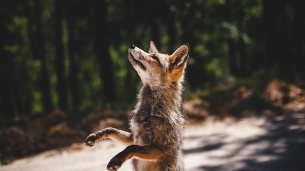 Fox Standing Predator Wallpaper