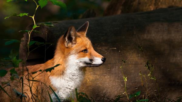 Fox Timber Wood Watch Wallpaper