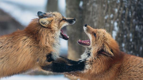 Foxes Couple Playful Aggression Wallpaper