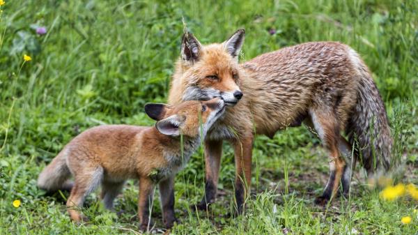 Foxes Cub Mom Wallpaper