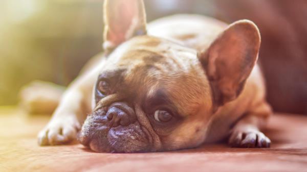 French Bulldog Dog Face Eyes Sadness Wallpaper