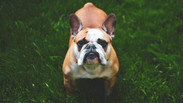French Bulldog Dog Grass Wallpaper