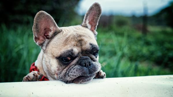 French Bulldog Dog Muzzle Wallpaper