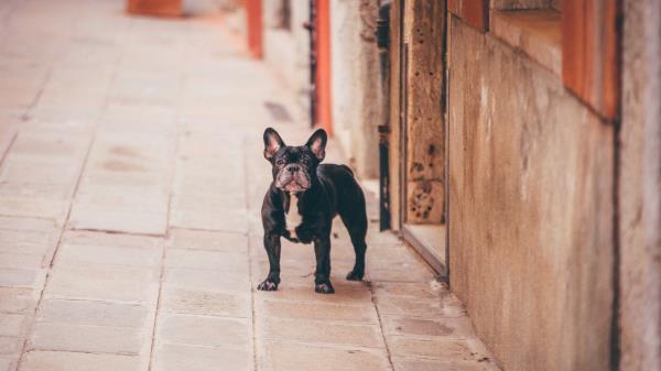 French Bulldog Dog Street Wallpaper