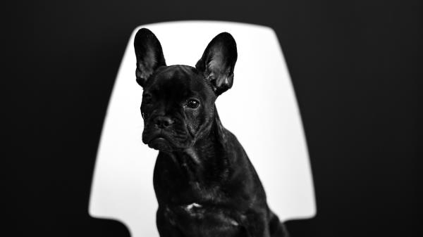 French Bulldog Puppy Dog Wallpaper