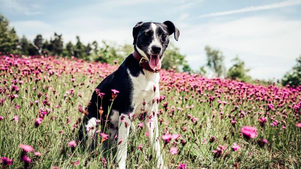 French White And Black Hound Dog Field Wallpaper