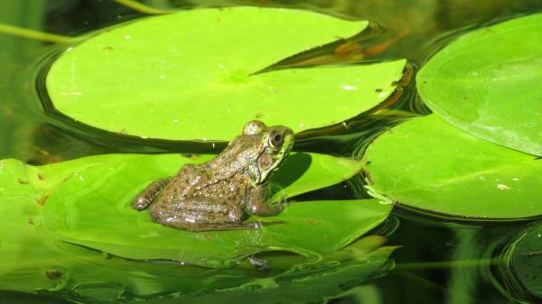 Frog Amphibian Lily Marsh Wallpaper