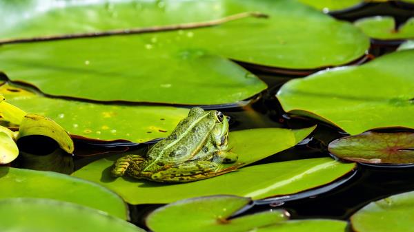 Frog Leaves Nuphar Wallpaper