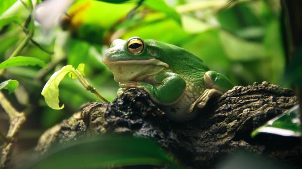 Frog Leaves Shade Shelter Wallpaper