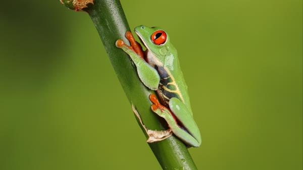 Frog Macro Green Wallpaper
