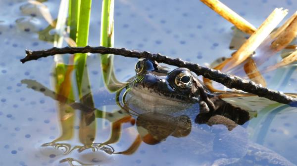Frog Pond Amphibian Wallpaper
