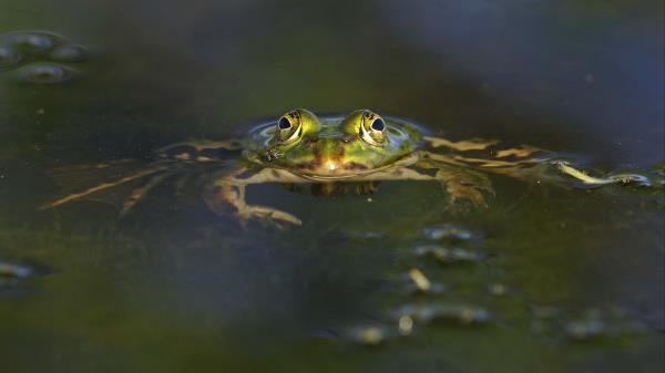 Frog Pond Eyes Wate Wallpaper