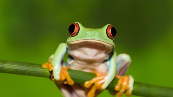 Frog Red Eye Stem Green Background Wallpaper