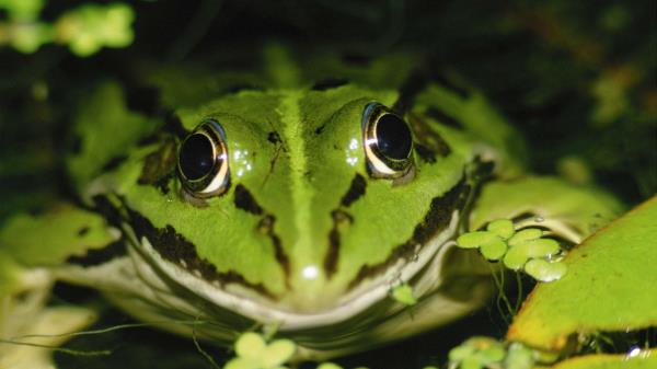 Frog Water Duckwee Wallpaper
