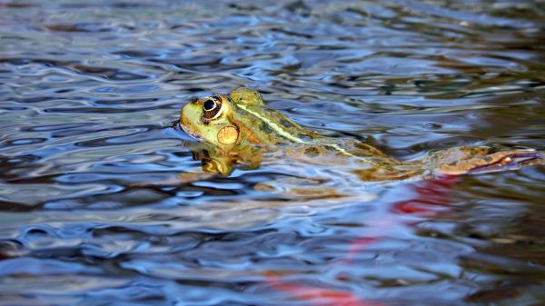 Frog Water Swim Wallpaper