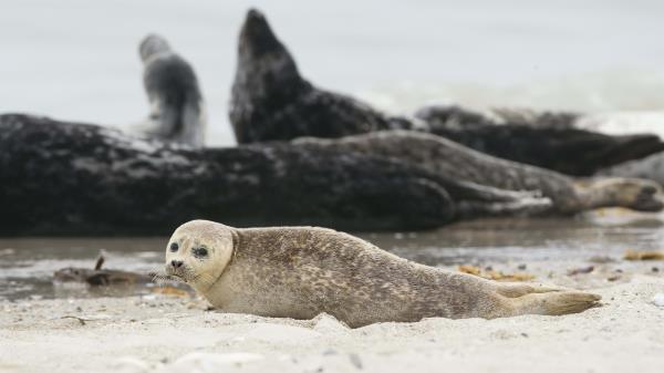 Fur Seal Animal Blur Sand Wallpaper