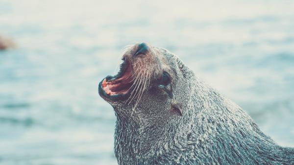 Fur Seal Cry Muzzle Water Wallpaper