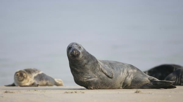 Fur Seal Mammal Sand Wallpaper