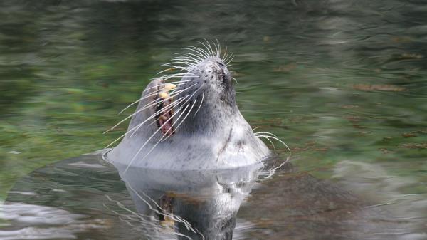 Fur Seal Snout Water Wallpaper