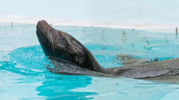 Fur Seal Swimming Pool Wallpaper