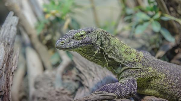 Gecko Lizard Face Wallpaper