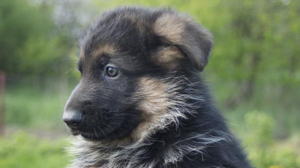 German Shepherd Dog Puppy Muzzle Wallpaper