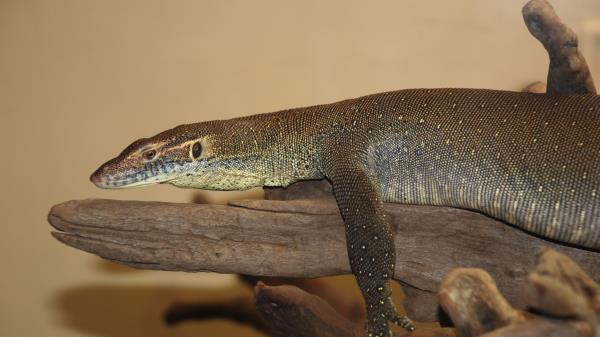 Giant Lizard Lie Little Wallpaper