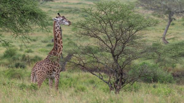 Giraffe Animal Savannah Wallpaper