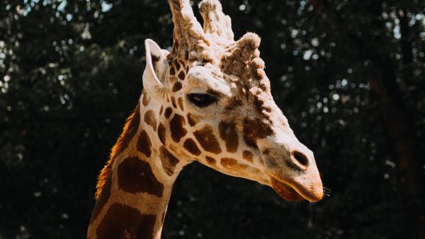 Giraffe Animal Spots Wallpaper