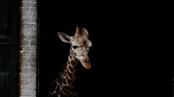Giraffe Animals Spots Wallpaper